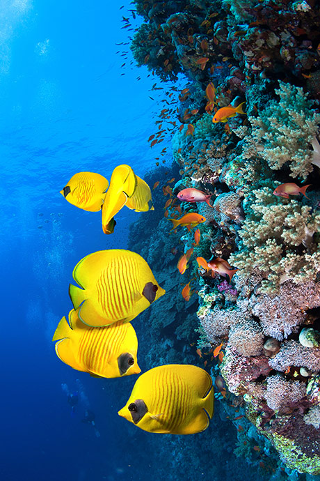 Fish next to coral reef